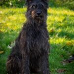 Pip